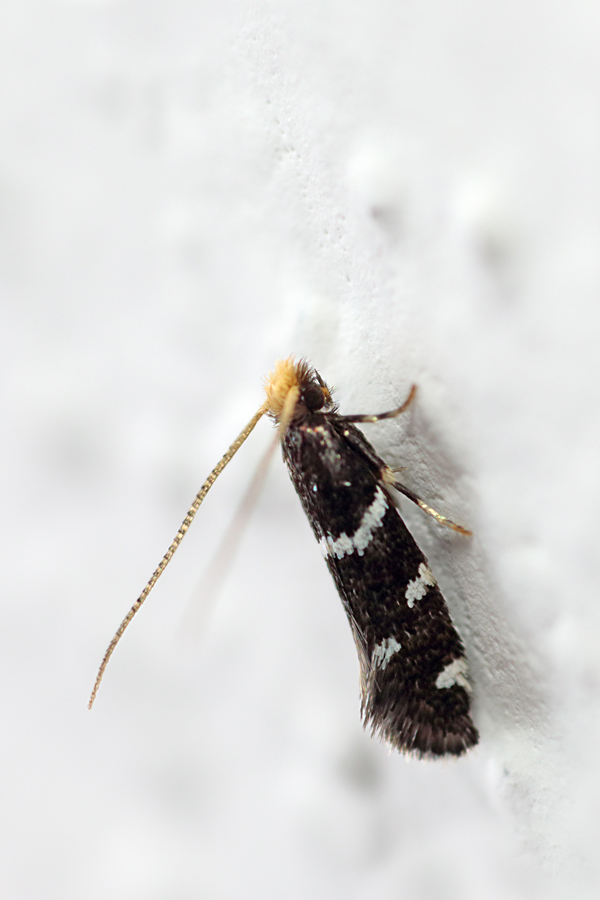 Mycropterix.? No, Meessiidae: Eudarcia pagenstecherella